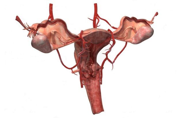 pelbis txikiko barizeak garatzeko arrazoiak