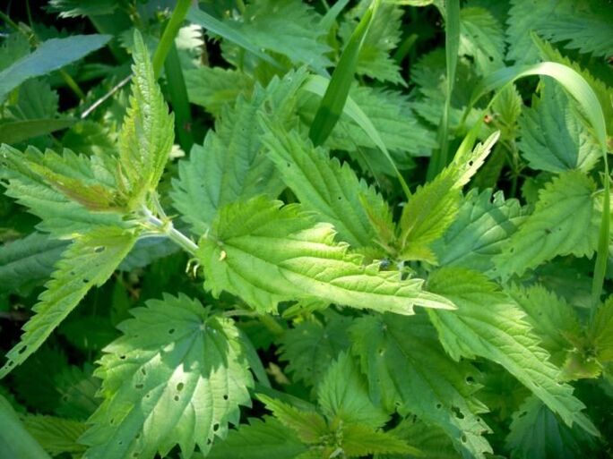 Ortiga erremedio eraginkorra da hasierako faseetan barizeak tratatzeko